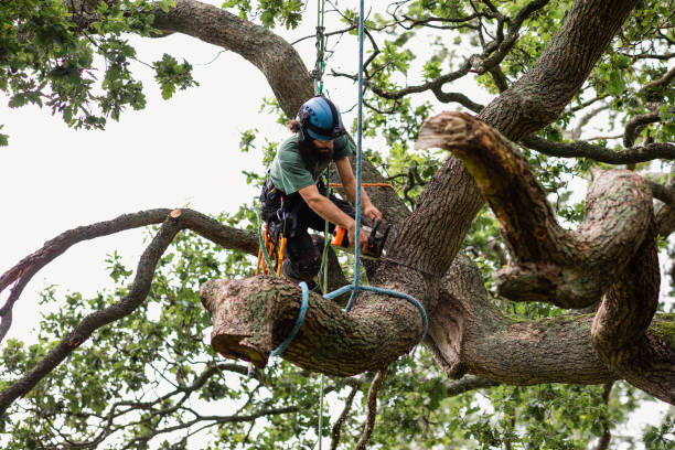 How Our Tree Care Process Works  in  Larchmont, NY