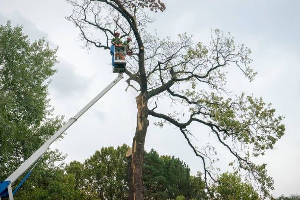 How Our Tree Care Process Works  in  Larchmont, NY