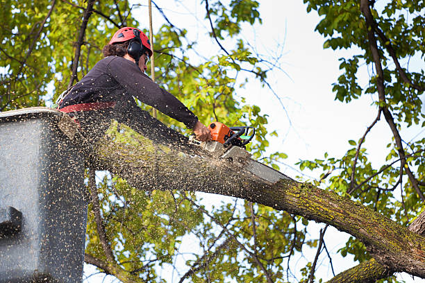 Trusted Larchmont, NY Tree Care Experts